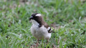 White-Browed Sparrow-Weaver (IMAGE)