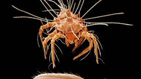 Ticks (IMAGE)