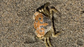 A Rock Pool Crab (IMAGE)