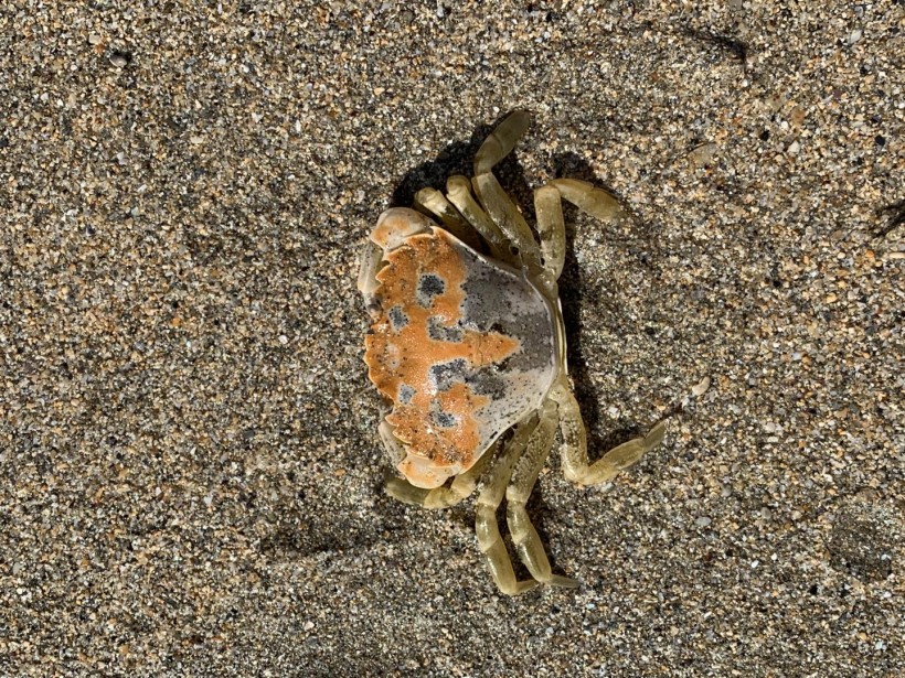 A Rock Pool Crab (IMAGE)