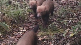 Bush Dog in Costa Rica (IMAGE)