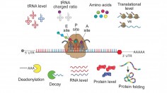 mRNA Messages (IMAGE)