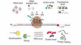 mRNA Messages (IMAGE)