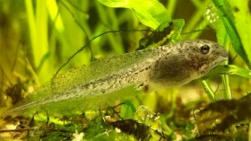 Wood Frog Tadpole (IMAGE)