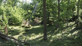 One of the Project's Oak Forests in Ytterhult, Småland (IMAGE)