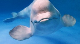  beluga whale