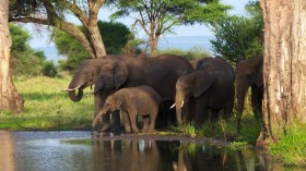 Elephants (IMAGE)