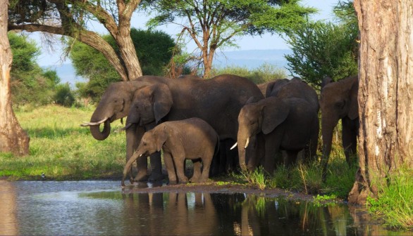 Elephants (IMAGE)