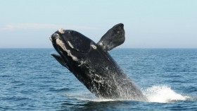 North Atlantic Right Whale Breach (IMAGE)