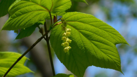 Striped Maple Trees (IMAGE)