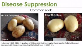 Disease Suppression: Common Scab (IMAGE)