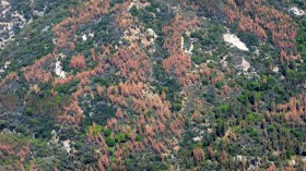 Aerial Sierra Nevada Forest in Drought (IMAGE)