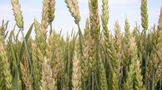 Fusarium Head Blight on Wheat (IMAGE)