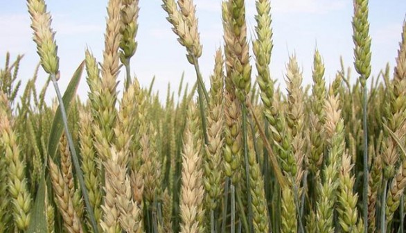 Fusarium Head Blight on Wheat (IMAGE)