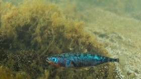 Japan Sea Stickleback (IMAGE)