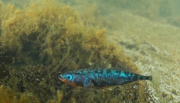 Japan Sea Stickleback (IMAGE)