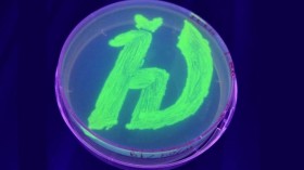 Petri Dish with Bacteria (IMAGE)