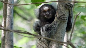 Common Marmosets (IMAGE)