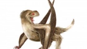 Reconstruction of the Studied Pterosaur (IMAGE)