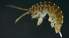 Dikerogammarus villosus (IMAGE)