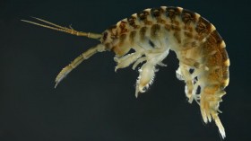 Dikerogammarus villosus (IMAGE)