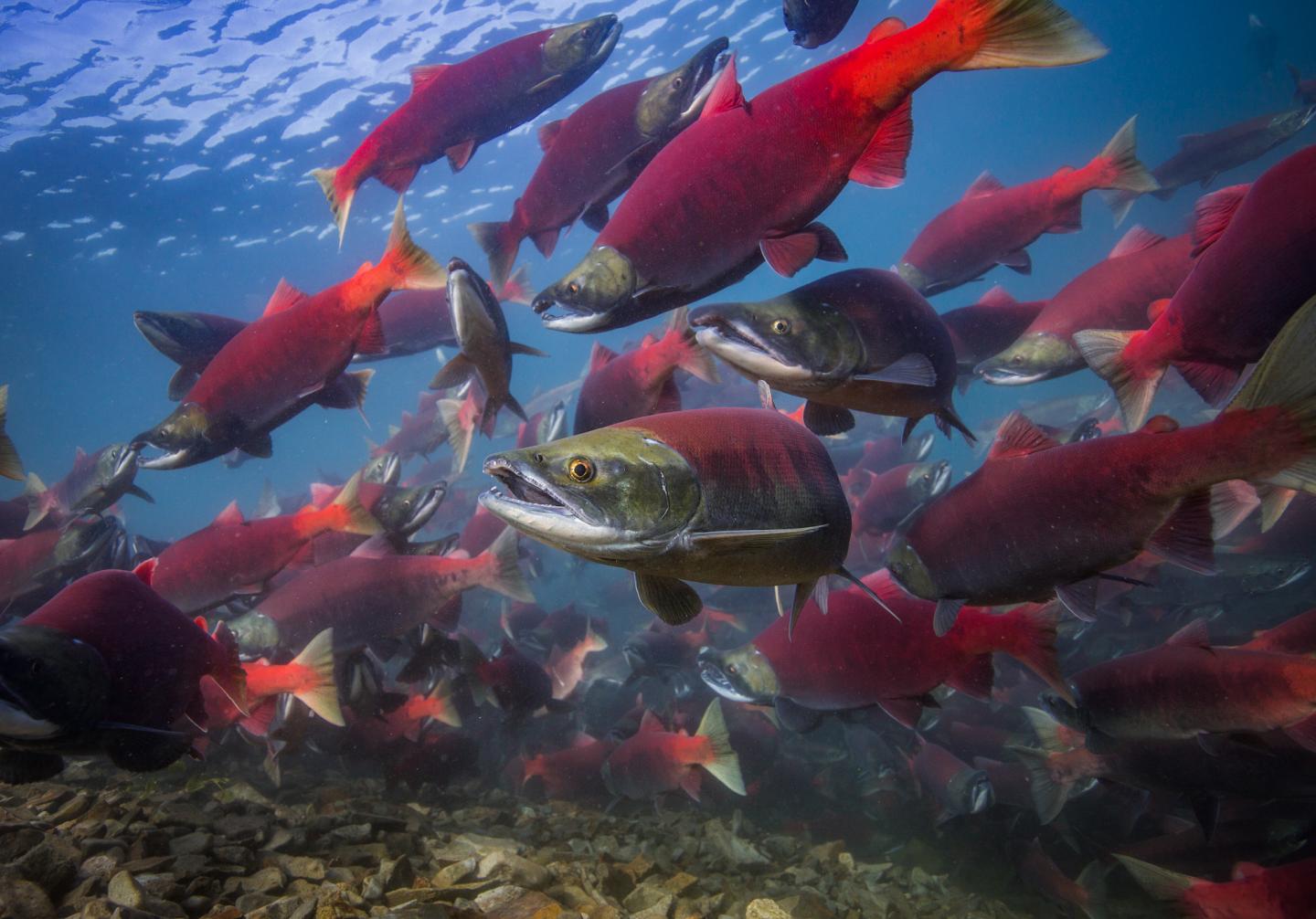 Salmons Boiled Alive In Unlivable Water Due To Record Breaking Heat Waves Nature World News