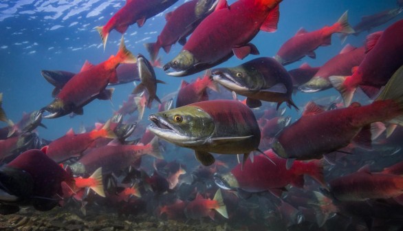 Adult Sockeye Salmon (IMAGE)