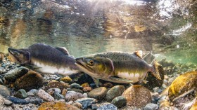 Pink Salmon (IMAGE)