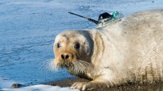 a bearded sea with monitoring device.