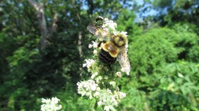 rusty-patched bumblebee (Bombus affinis)