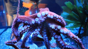 Giant Pacific Octopus