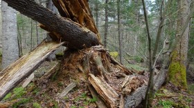 Older Forests Resist Climate Change (IMAGE)