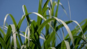 Switchgrass (IMAGE)