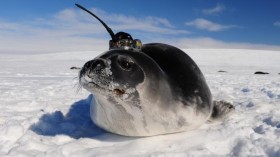 Instrumented Seal (IMAGE)