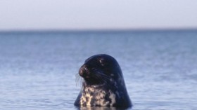 Prime Predators of the Baltic Sea (IMAGE)