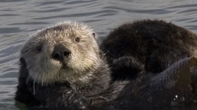 outhern sea otter