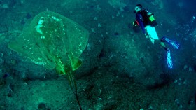 Scuba Diver with Smalleye Stingray (IMAGE)