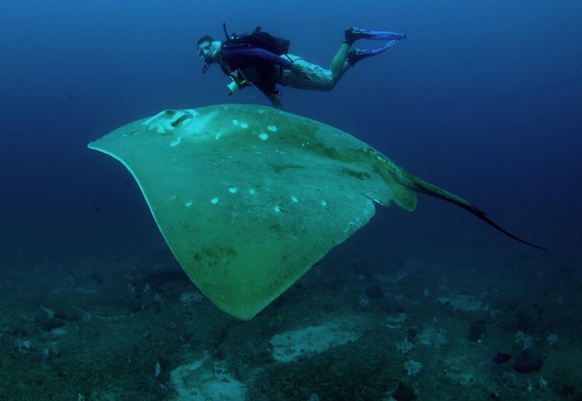 Diver and Smalleye Stingray (IMAGE)
