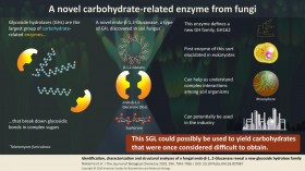 A Novel Carbohydrate-Related Enzyme from Fungi (IMAGE)