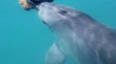 Bottlenose Dolphin (IMAGE)