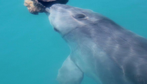 Bottlenose Dolphin (IMAGE)