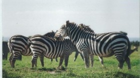 Zebra Image (IMAGE)