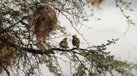 White-Browed Sparrow-Weavers (IMAGE)