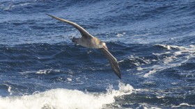 Northern Giant Petrels (IMAGE)