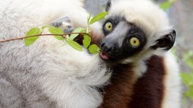 A Sifaka Lemur Munching on a Leaf (IMAGE)