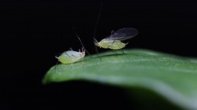 Winged and Wingless Pea Aphids (IMAGE)