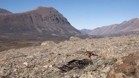 Incubating Red Knot in Greenland (IMAGE)