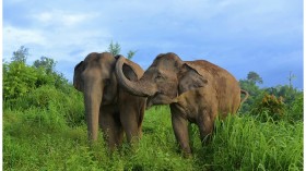 Asian Elephants 