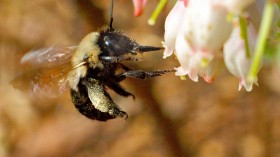 Southeastern Blueberrry Bee (IMAGE)