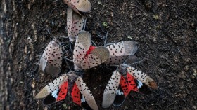 Spotted Lantern Fly (IMAGE)